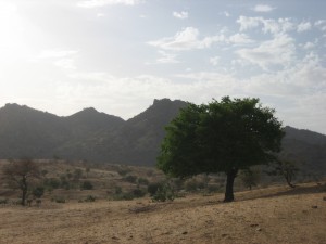 Steven Cohen Forensic Psychiatrist walkabout.tree Steven Cohen Forensic Psychiatrist walkabout.tree