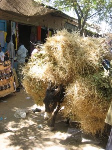 CAMH Steven Cohen | laden.mule