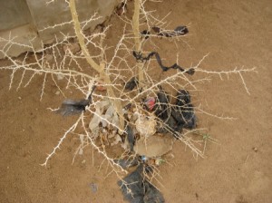 plastic_tree