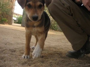 CAMH Steven Cohen | tonto
