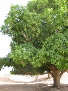 mango.tree.1