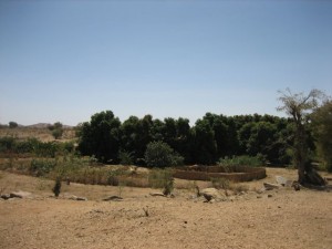 wadi.ark.cultivation