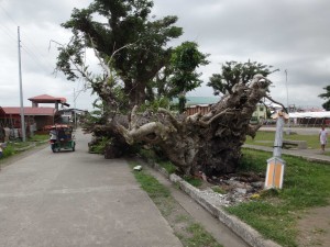 tree ripped up