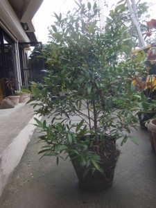 plant pot